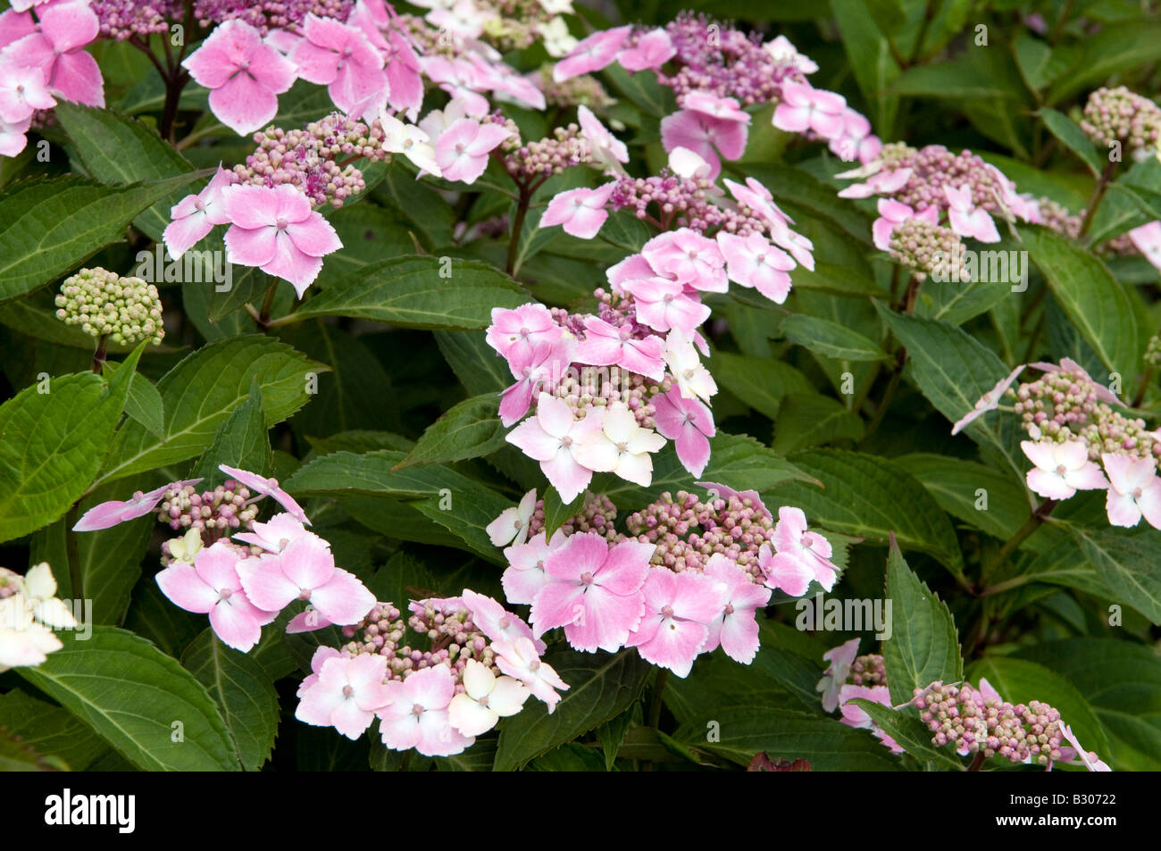 Hydrangea paniculata `Pink Diamond` Stock Photo Alamy